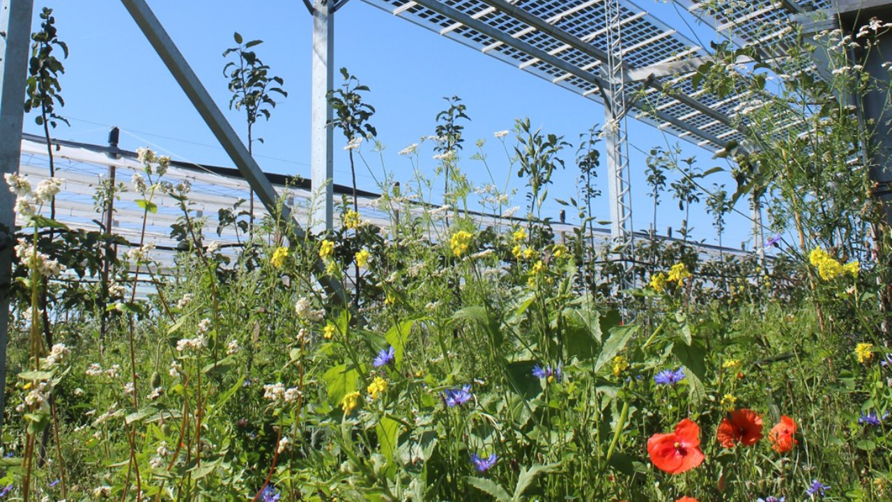 Blühende Pflanzen im Vordergrund, oben im Bild eine PV Anlage