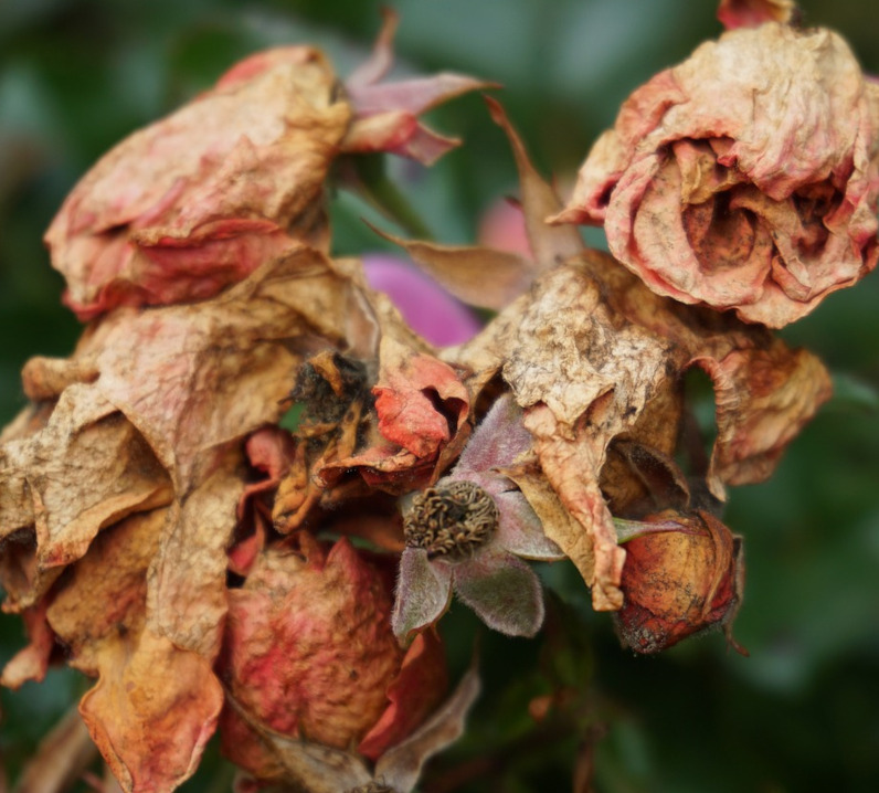 Vertrocknete Blumen