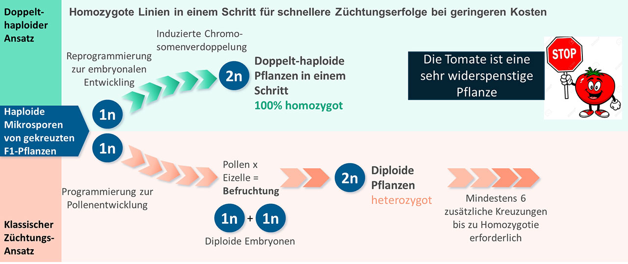 Grafik, die die klassische Züchtung und den Ansatz von Tomaitech gegenüberstellt