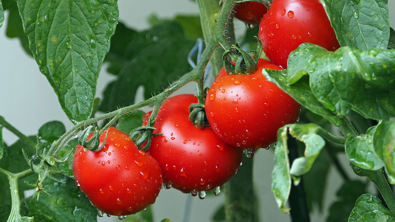 vier rote Tomaten an einer grünen Pflanze