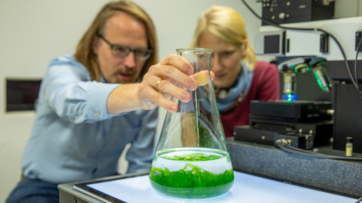 Constanze Schultz (rechts) vom Leibniz-IPHT und Dr. Thomas Wichard von der Universität Jena untersuchen das Wachstum der Grünalge Ulva mit Raman-Spektroskopie. 