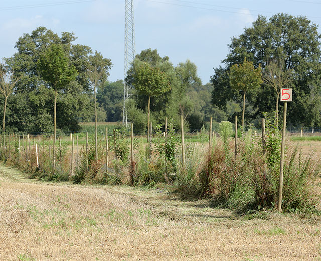 Baumreihe Agroforst Jan Große-Kleimann