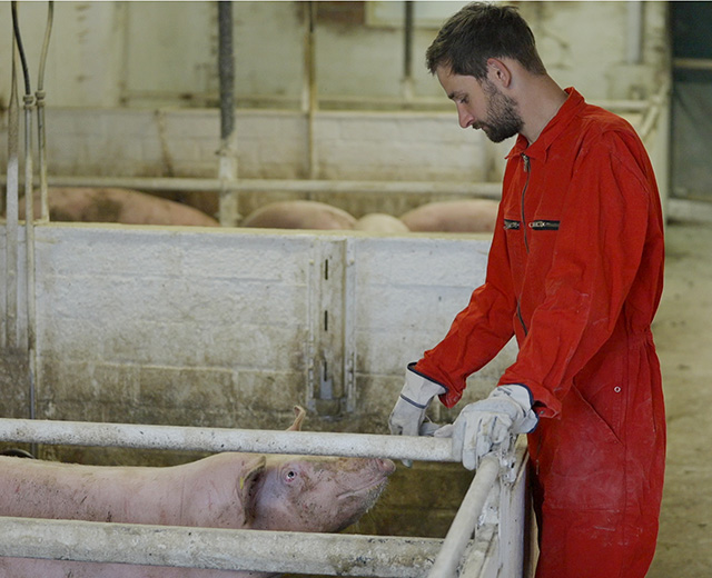 Portrait Jan Große-Kleimann & Schweinestall