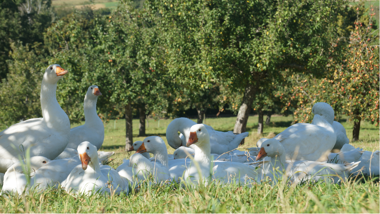 Gänse im Hintergrund Apfelbäume