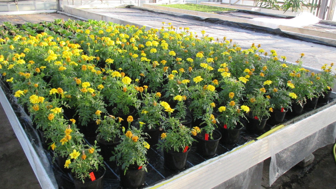 Diese Studentenblumen wachsen auf unterschiedlichen Biokohle-Kompost-Mischungen.