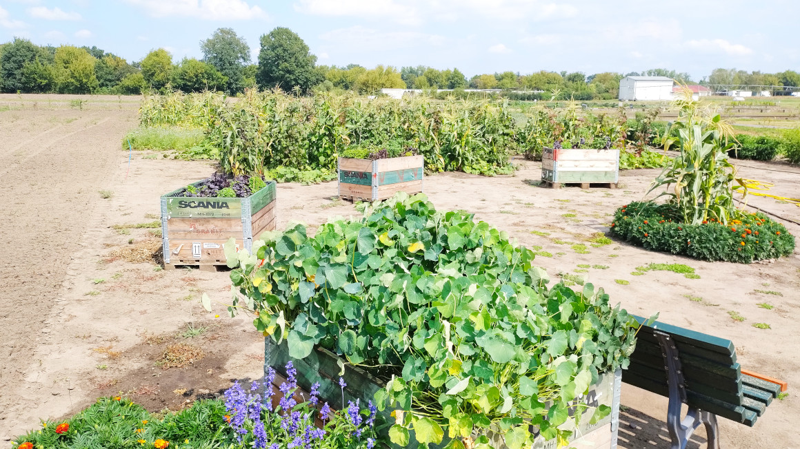 D-nger-aus-Urin-im-eigenen-Garten-testen