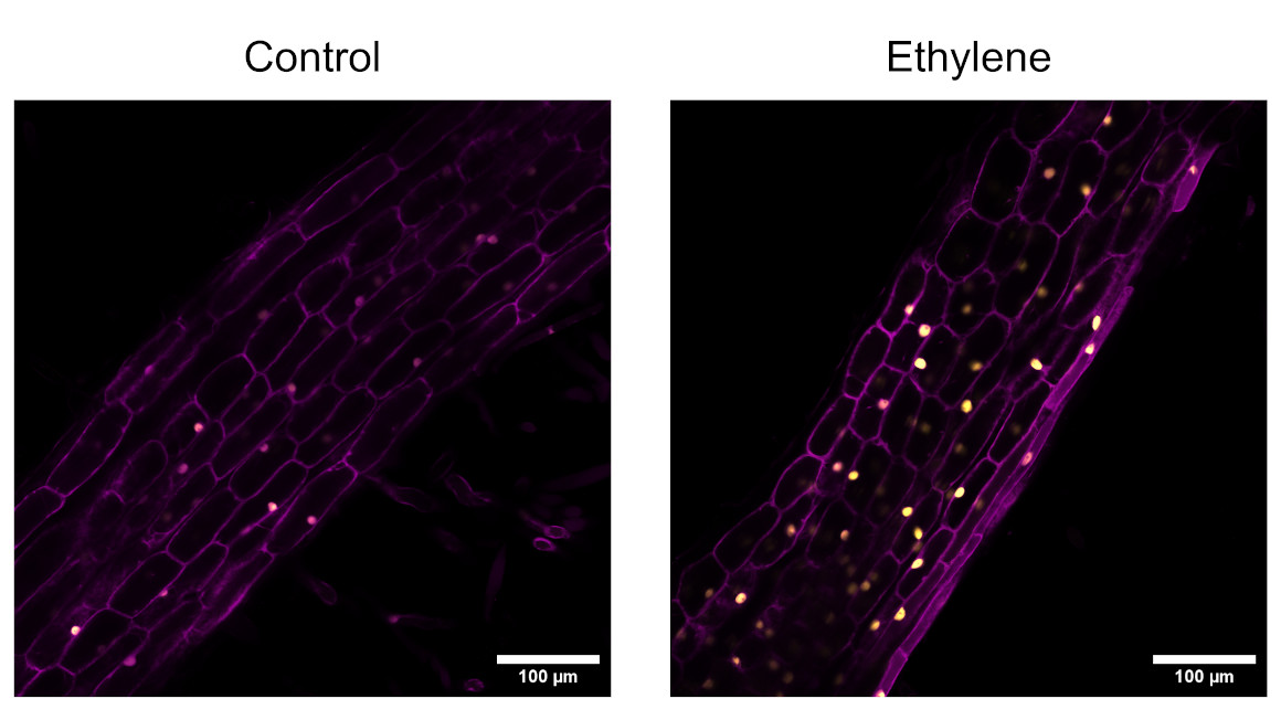 In den Wurzeln des japanischen Hornklees (Lotus japonicus) ließ sich die Ansammlung des Steuerungsproteins SMAX1, hier gelb eingefärbt, nach Zugabe von Ethylen beobachten.