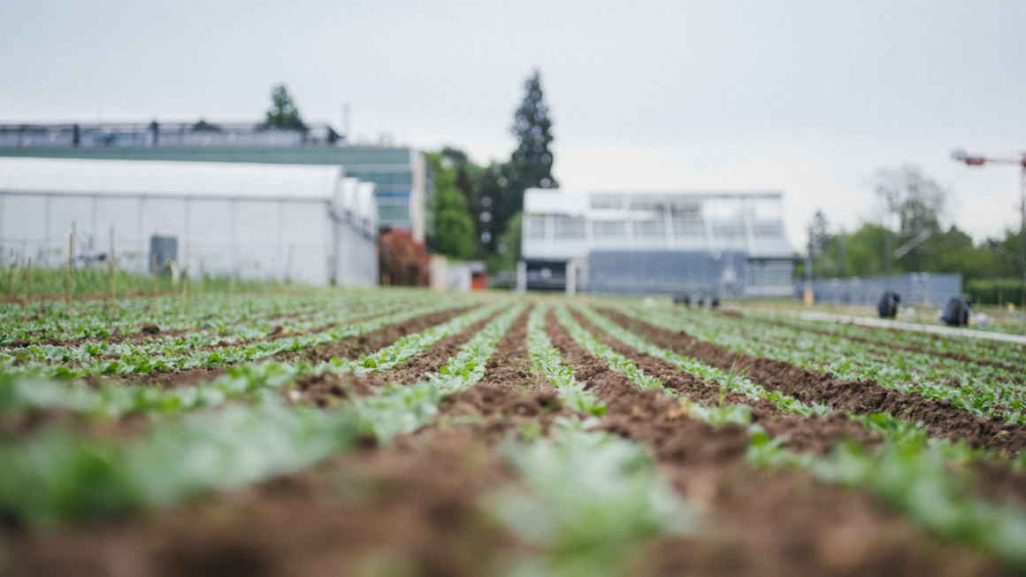 An der Hochschule Geisenheim werden Maßnahmen für klimaresiliente Böden getestet.