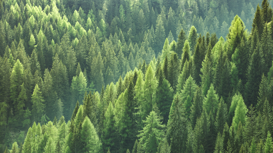 Zertifizierungssysteme sollen verantwortungsvolle Waldbewirtschaftung sicherstellen. Doch diese Standards sind nicht immer wirksam.