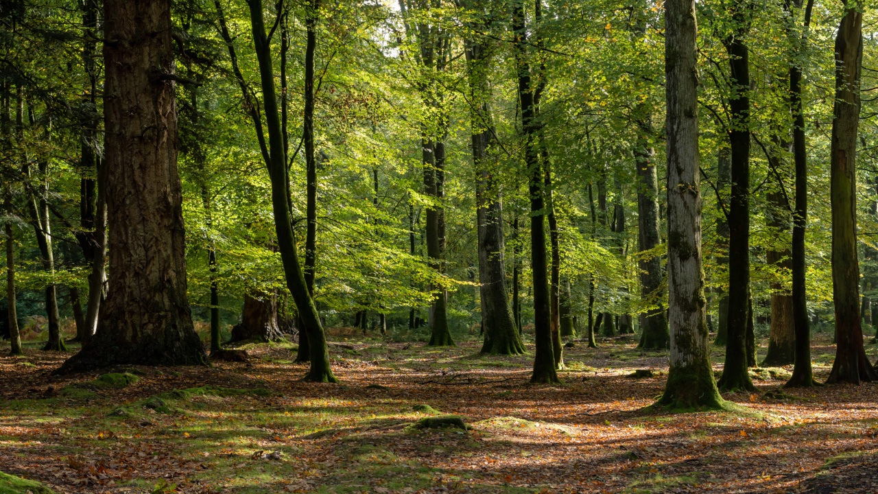 Wald im Herbst