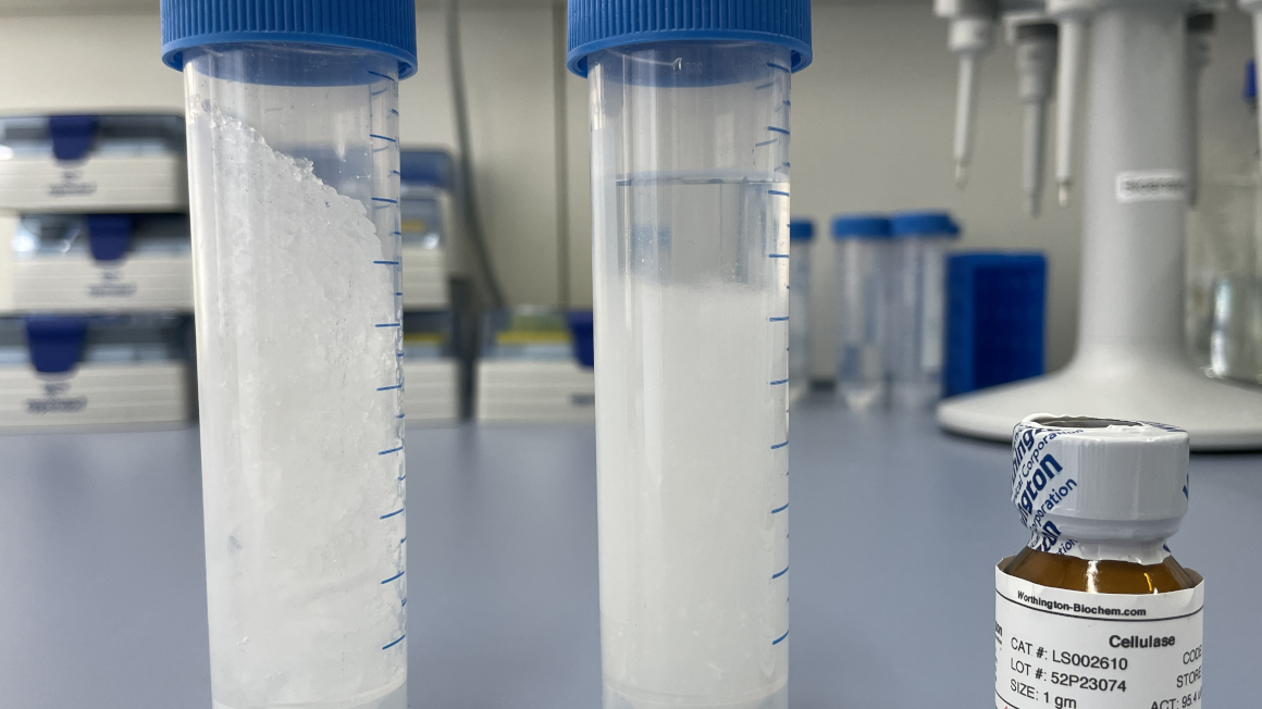 Links die Windelmasse, die nach Zugabe von Flüssigkeit extrem zähflüssig ist. Rechts entmischt nach Zugabe von Kalziumchlorid; nachdem die Flüssigkeit abgegossen wurde, können die Enzyme (im kleinen Gläschen) die Zellulose abbauen.