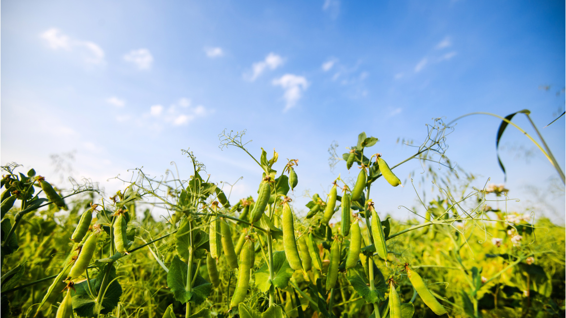 Erbsen leisten im Anbau einen positiven ökologischen Effekt: Mithilfe von Knöllchenbakterien können sie Stickstoff aus der Luft binden, sich somit zum Teil selbst düngen und die Qualität des Bodens verbessern.