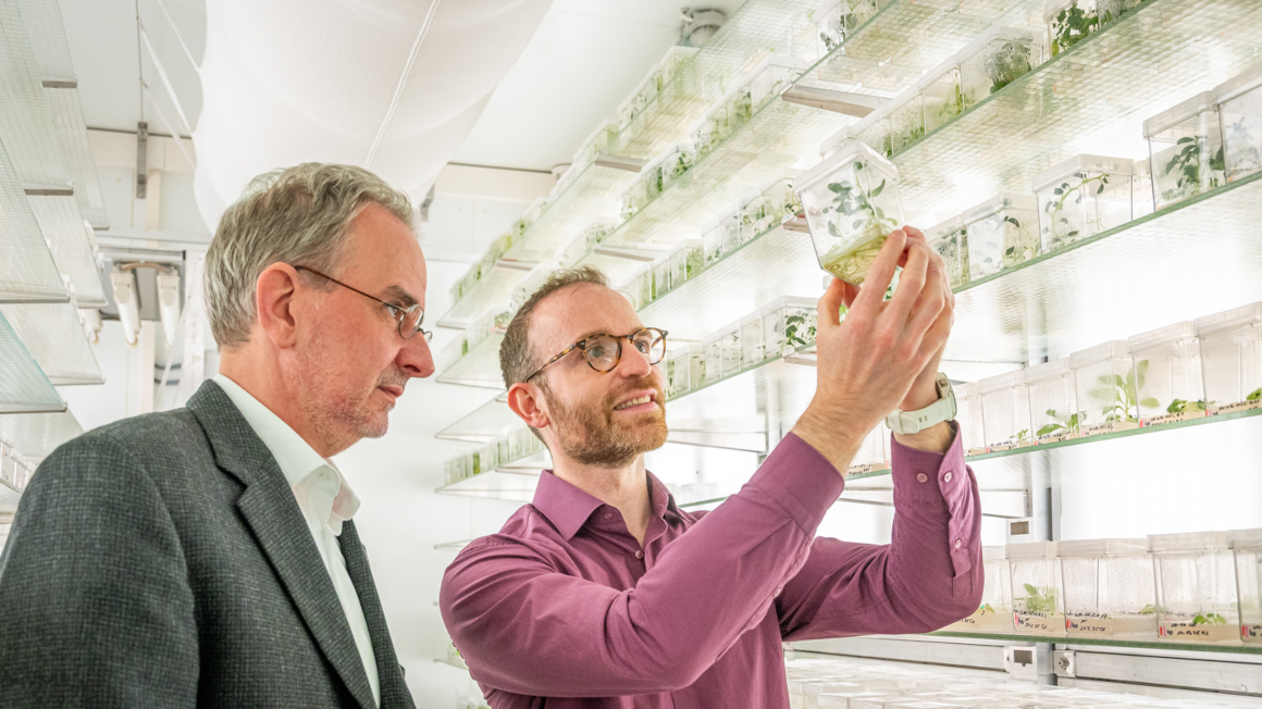 Das Team um Institutsleiter Prof. Ralph Bock (links) und Projektleiter Dr. Daniel Dunkelmann (rechts) wird in Kürze Nutzpflanzen der nächsten Generation mit optimierten Chloroplastengenomen entwickeln.