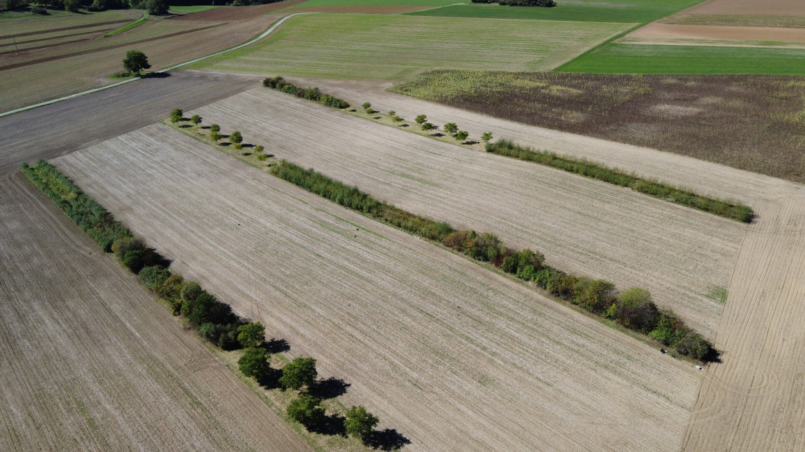 Agroforst, hier als Alleenkultur, kann die Erträge von landwirtschaftlich genutzten Pflanzen stabilisieren – selbst bei schwankender Verfügbarkeit von Wasser.