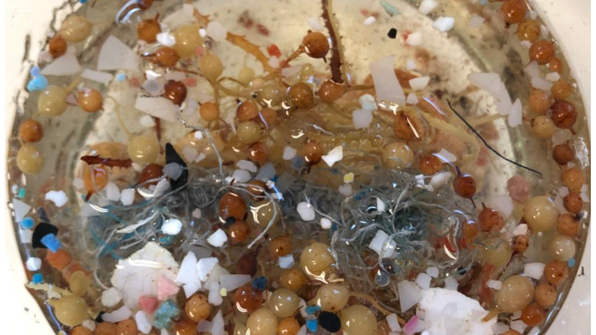 Mikroplastik im Meer: Ein Ziel des neuen Forschungsprojekts ist es, Enzyme zu finden, die Kunststoffe abbauen können. 