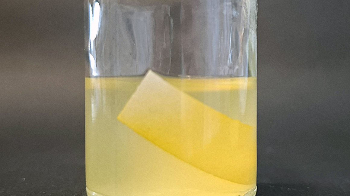 Serumflasche mit Clostridium thermocellum, welches mit Filterpapier als Kohlenstoffquelle wächst. Die Gelbe Affinitätssubstanz YAS bindet an Zellulose. Das Filterpapier wird während des Wachstums verbraucht.
