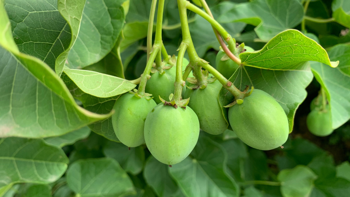 Die Kerne der essbaren Art von Jatropha curcas L. wurden erst 2022 als neuartiges Lebensmittel (Novel Food) zugelassen und in die Unionsliste aufgenommen.