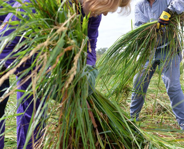 Charlett Wenig Ernte von Seggen Gräsern in Kremmen