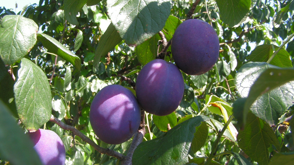 Pflaumen am Baum