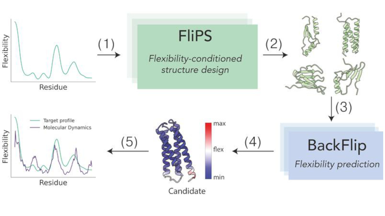 FliPS - ein Modell, das lernt, neue flexible Proteine zu erzeugen.