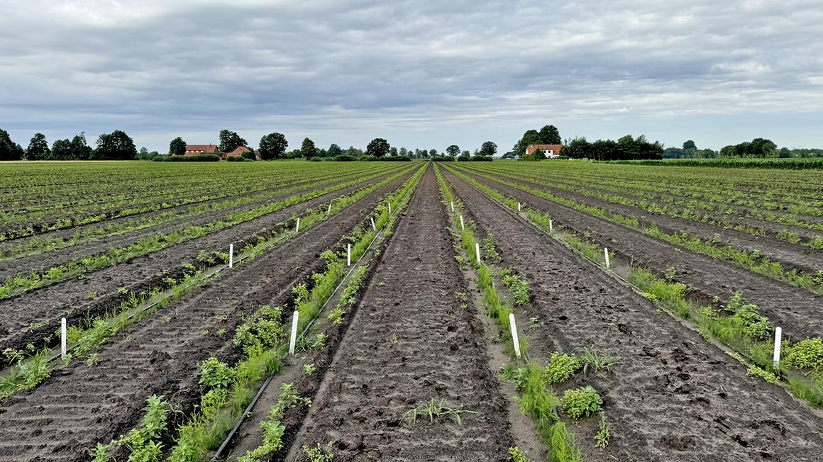 Blick über ein Feld mit mehreren Reihen grüner Pflanzen