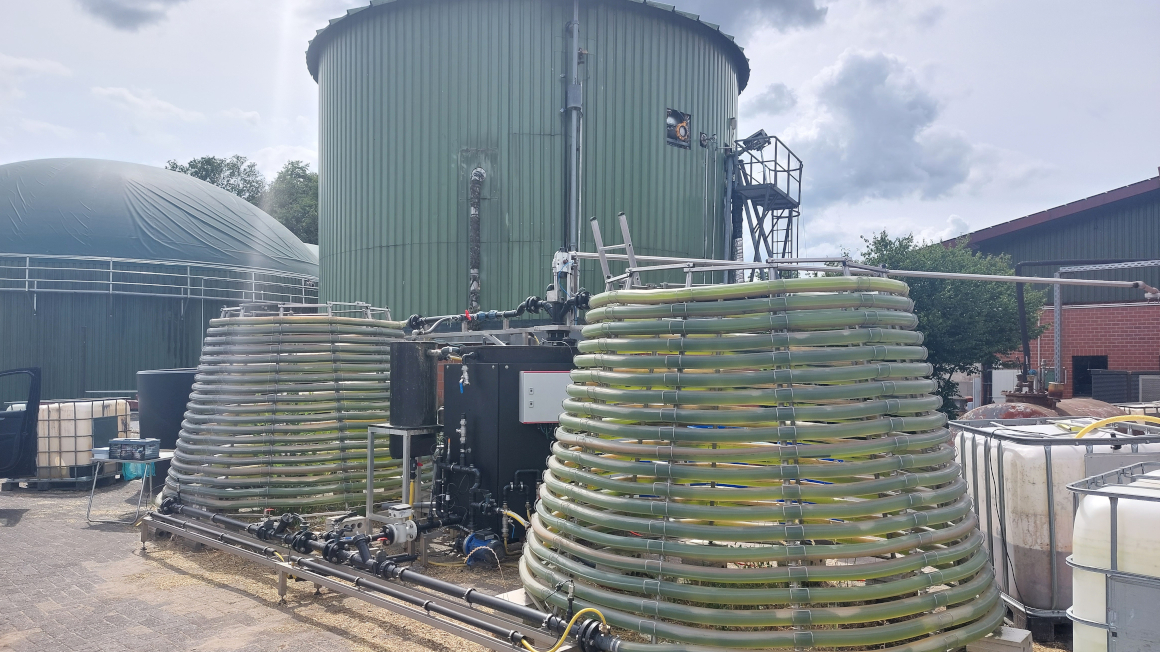 Kultivierung des auf Oberflächenwasser adaptierten Algenmix im Algenreaktor (GICON GmbH) auf der Biogasanlage B.E.S.
