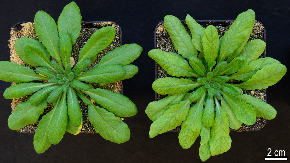 Erscheinungspflanzen zweier Arabidopsis-Pflanzen. Ausführliche Bildunterschrift siehe Ende des Meldungstextes.