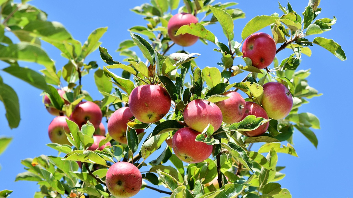 Apfelbaum