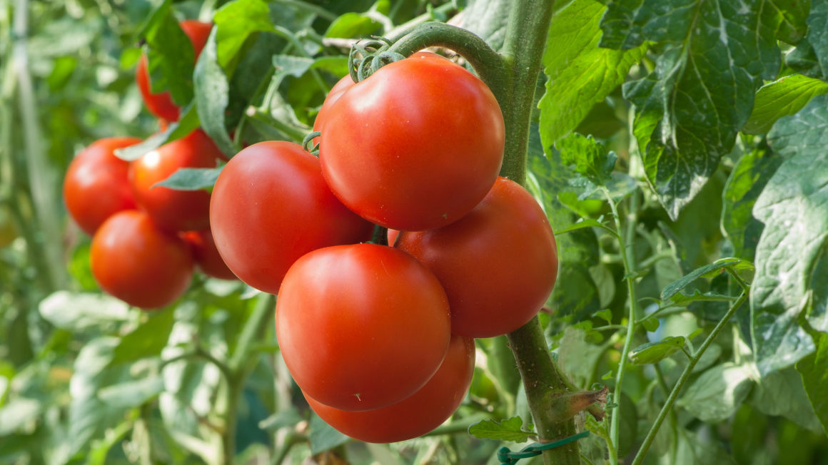 Tomatenpflanzen