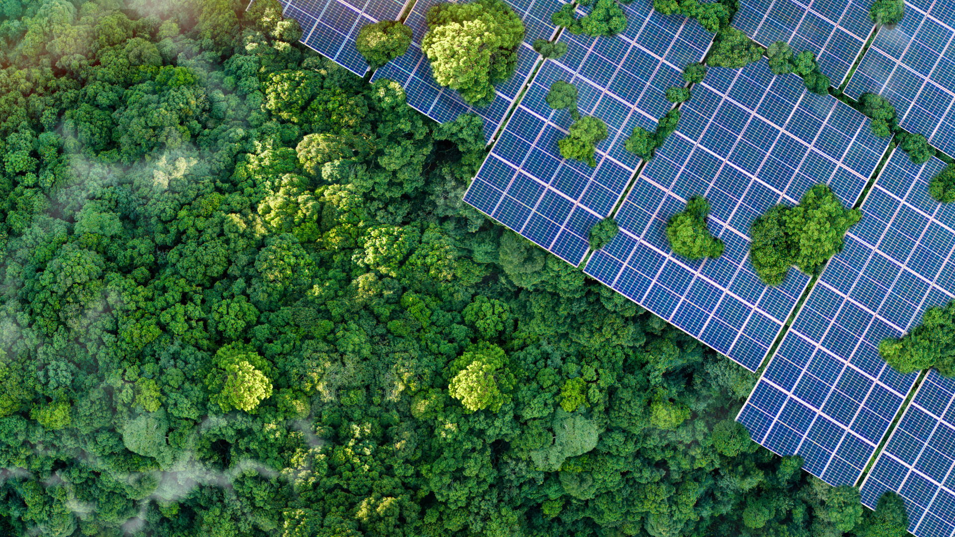 Wald mit Solar