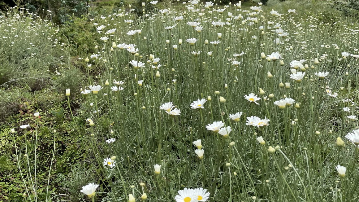 Die Pflanze Tanacetum cinerariifolium produziert in ihren Blüten das Insektizid Pyrethrin 