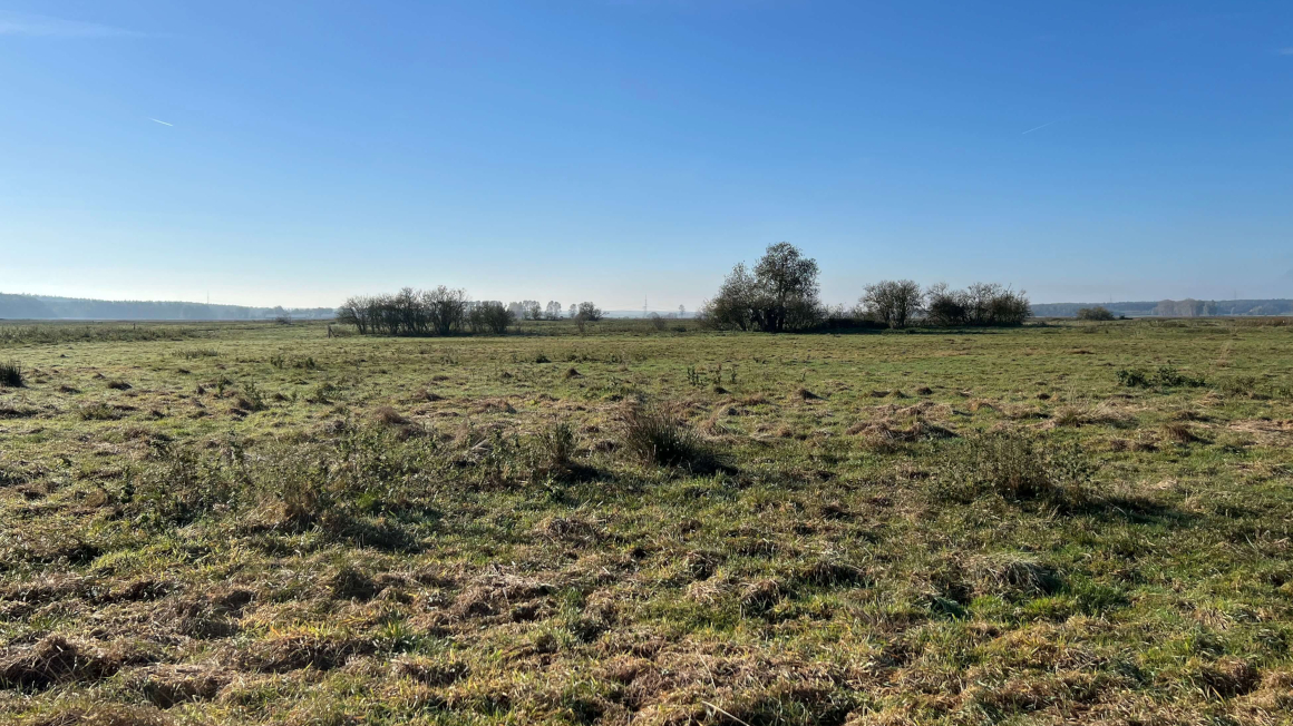 Experimentalfläche in Mecklenburg-Vorpommern: Im Laufe des Projekts wird dieses Moor wiedervernässt und mit Moor-PV bebaut.