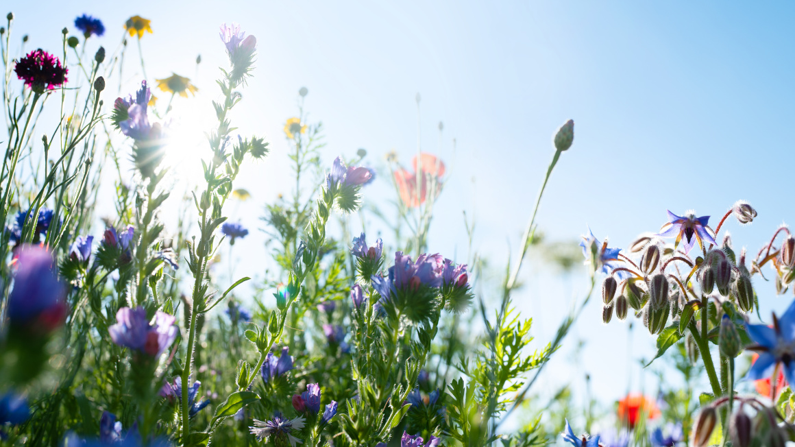 Blumenwiese/feld