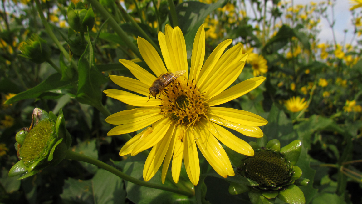 Die Durchwachsene Silphie (Silphium perfoliatum) ist eine schnellwachsende Wildstaude, die als Energiepflanze gefragt ist.