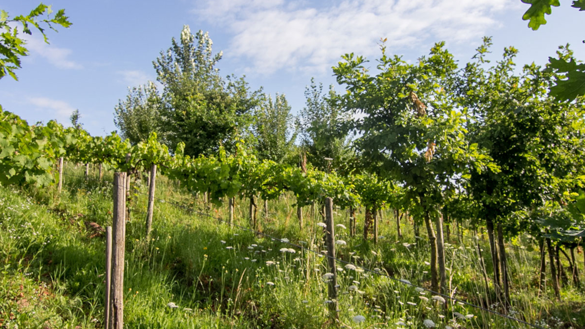 Im Projekt „VitiForst“ wurden die Wechselwirkungen und Effekte von Gehölzen im ökologischen Weinbau untersucht.