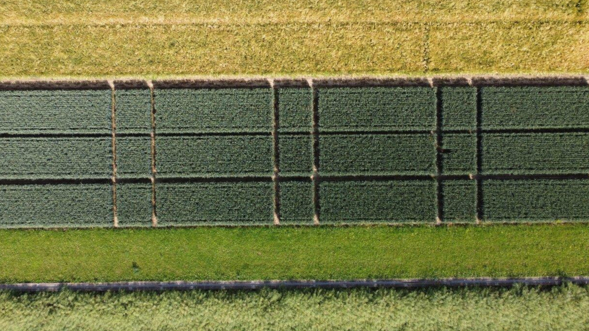 Freilandversuchsfelder mit Wintergetreide nach stickstoffhaltiger Vorfrucht Mitte Juni 2022 zur Erfassung der langfristigen Nährstoffspeicherung im Boden.