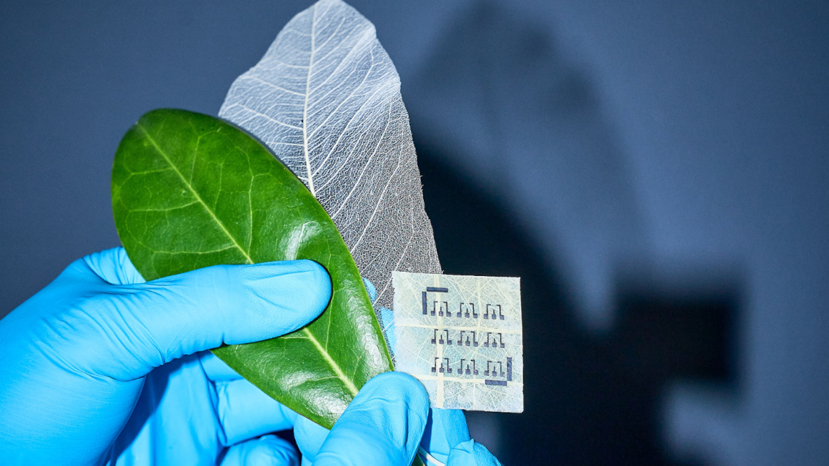 Von der Natur inspiriert: Vom Blatt zur Leiterplatte