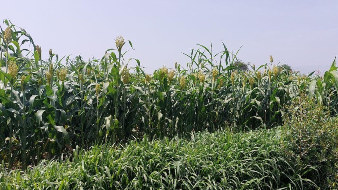 Integriertes Anbausystem mit Push-Pull-Technologie: Das Maisfeld ist von Brachiaria-Pflanzen umgeben, die Schädlinge aus der Hauptkultur anziehen. 