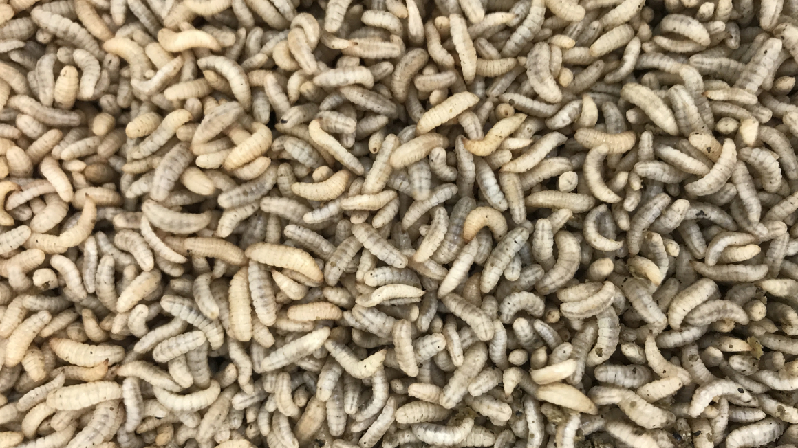 Larven der Schwarzen Soldatenfliege