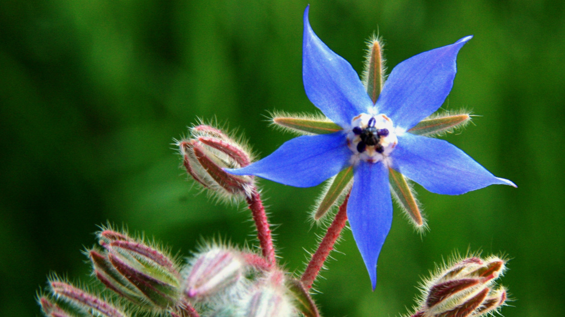 Im Projekt „In4Food“ wurde unter anderem die Pflanze Borretsch kultiviert.
