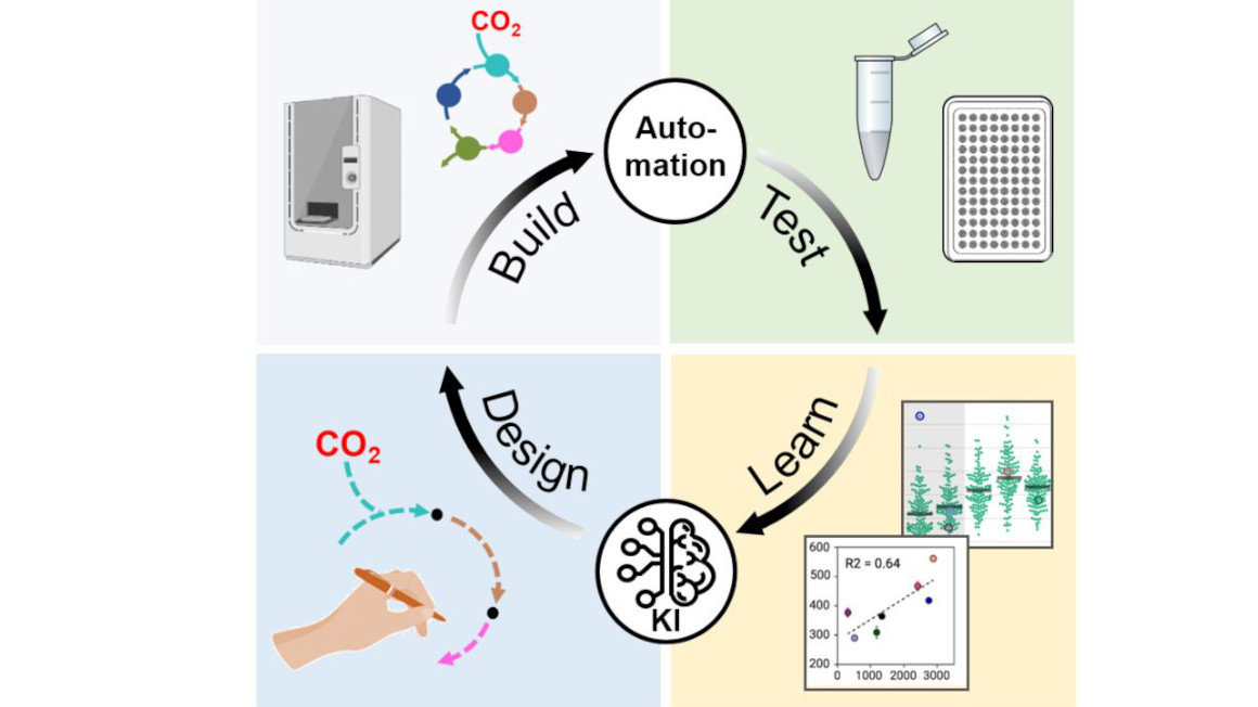 Schaubild DTTL Zyklus