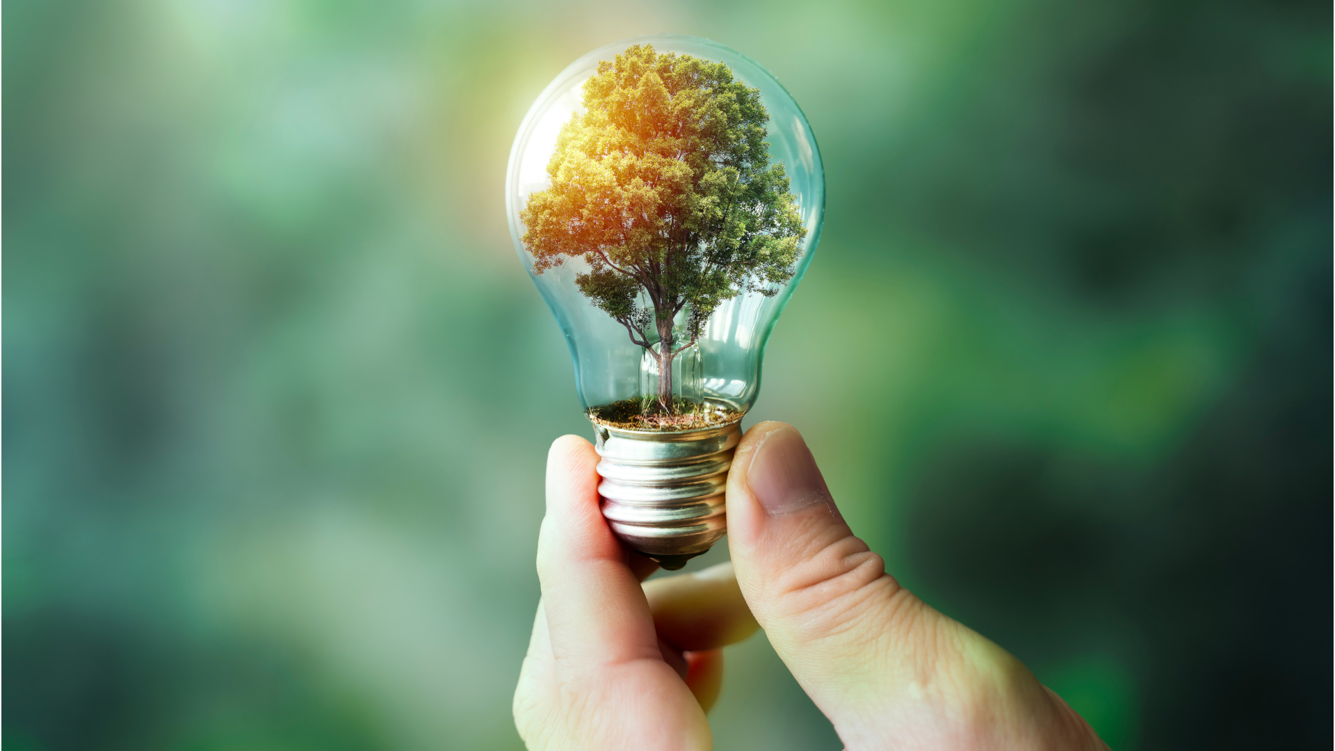 Nachhaltigkeit und erneuerbare Energien – Konzept mit grünem Baum in einer Glühbirne für eine ökologische Innovationsidee