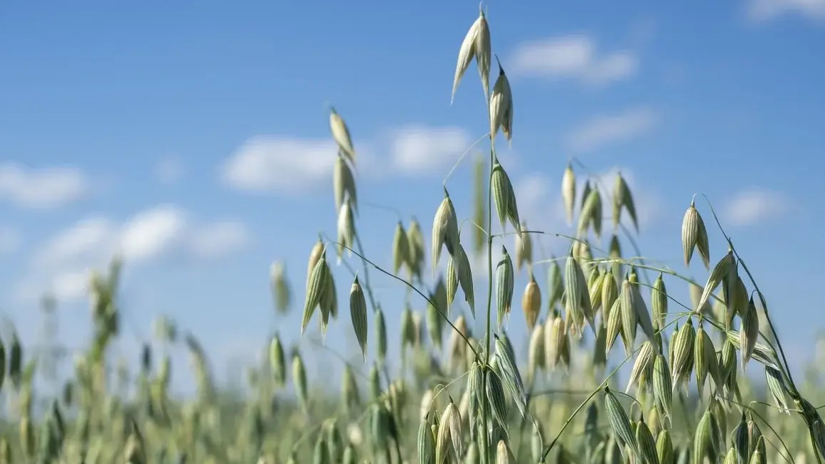 Hafer vor blauem Himmel