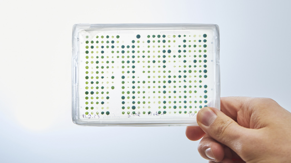 Eine Mikrotiterplatte mit Chlamydomonas reinhardtii. Forschende von Max-Planck-Institut und Uni Marburg haben eine Testplattform entwickelt, mit der sich Tausende Algenlinien mit verändertem Chloroplasten-Genom parallel erzeugen und analysieren lassen. 