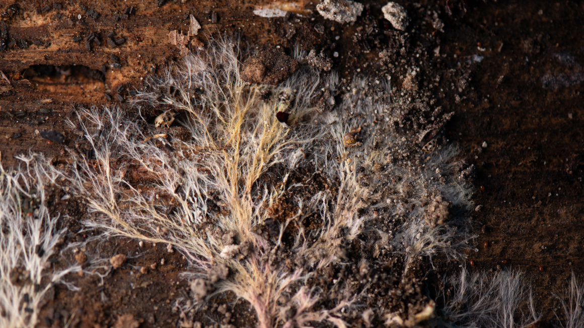 Natürliches Muster von Pilzmyzel auf einer alten Holzoberfläche.