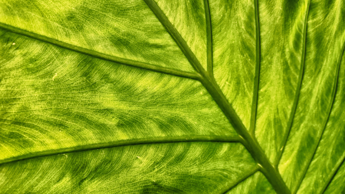 Grüner Hintergrund mit breiten Pflanzenblättern