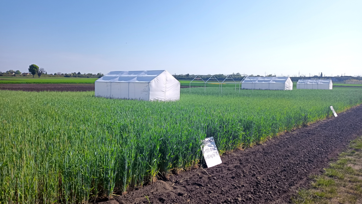 Dauerversuch "Ewiger Roggen"