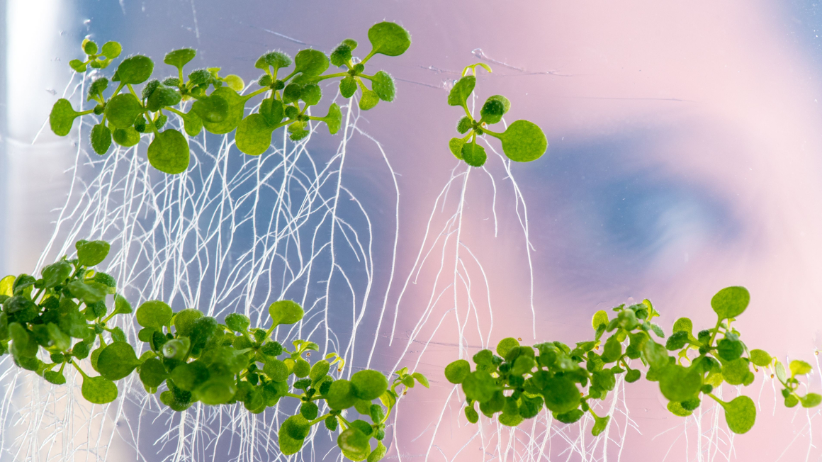 Wenn Nährstoffmangel besteht, können besonders effiziente Pflanzen ihre Wurzelarchitektur ändern und längere, seitlich ausscherende Wurzeln ausbilden. So haben sie einen größeren Radius, um die Nährstoffe aufzunehmen.