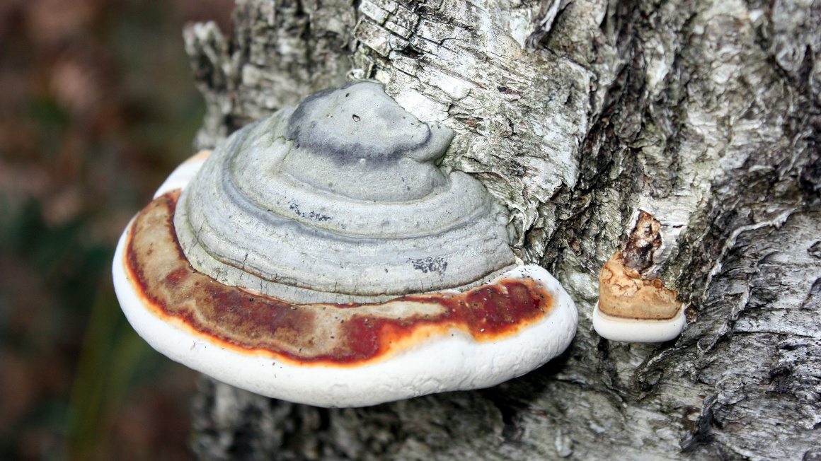 Zunderschwamm in einem deutschen Wald in der Niederlausitz.