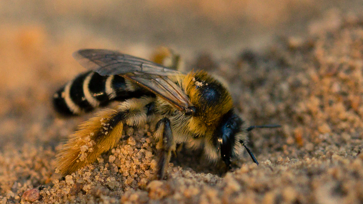 Die Hosenbiene (Dasypoda) gräbt ihr Nest in sandigen Boden.